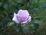 rose-violet.jpg
